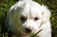 Dream 🐾, a female Maltese for sale in Fresno, OH – 2 of 10