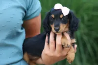 Tessa 💞, a female Miniature Dachshund for sale in Fresno, OH – 6 of 8