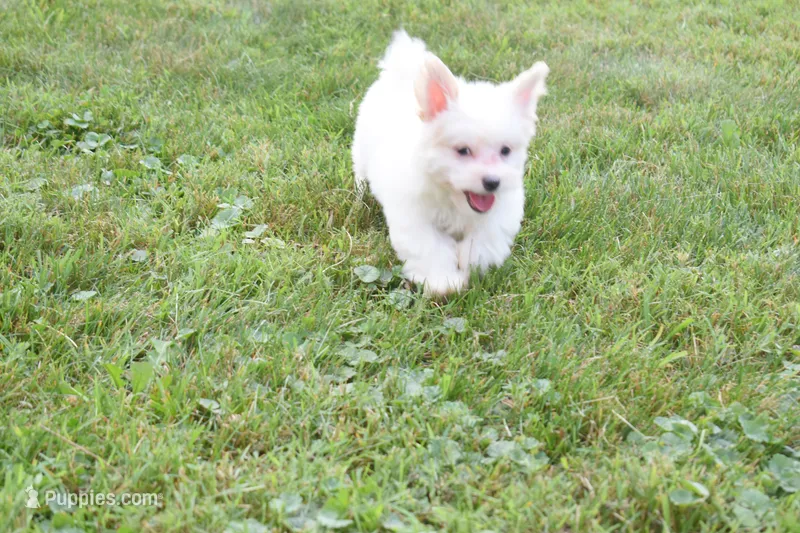 Rusty ✨ – Maltese puppy for sale in Fresno, OH