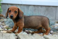 Snoopy💙, a male Dachshund for sale in Fresno, OH – 9 of 10
