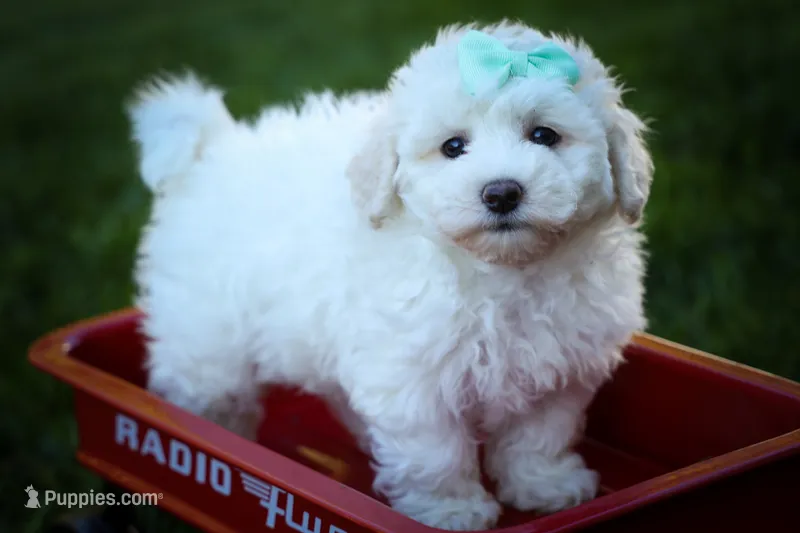 Dixie🎀 – Maltese puppy for sale in Fresno, OH
