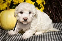 Dixie🎀, a female Maltese for sale in Fresno, OH – 9 of 9