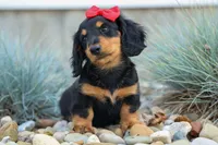 Tucker 🐶, a male Miniature Dachshund for sale in Fresno, OH – 5 of 8