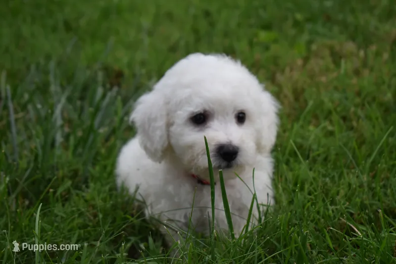  Tucker🐶 – Bichon Frise puppy for sale in Fresno, OH