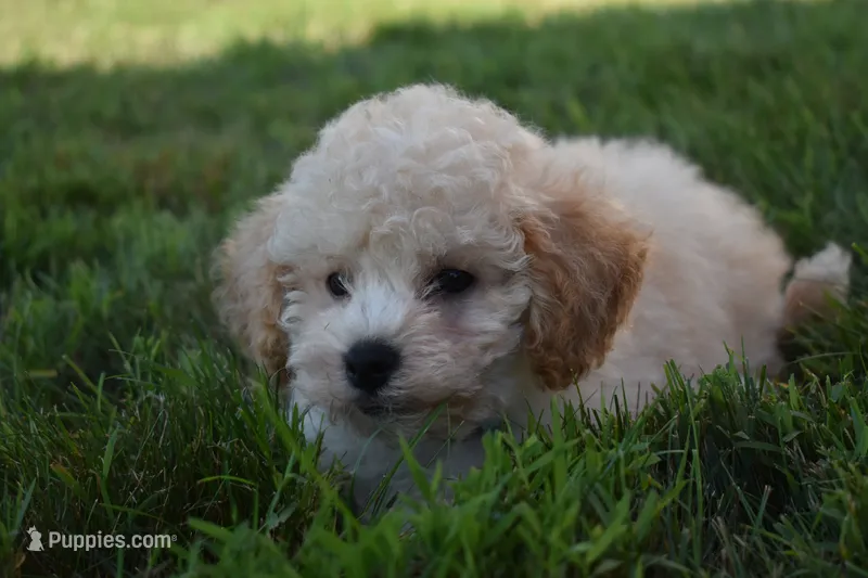  Franklin 🐾🐶 – Maltipoo puppy for sale in Fresno, OH