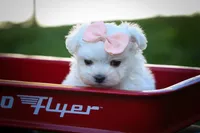 Melodie 💕 , a female Maltese for sale in Fresno, OH – 2 of 10