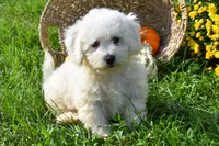  Tucker🐶, a male Bichon Frise for sale in Fresno, OH – 3 of 10