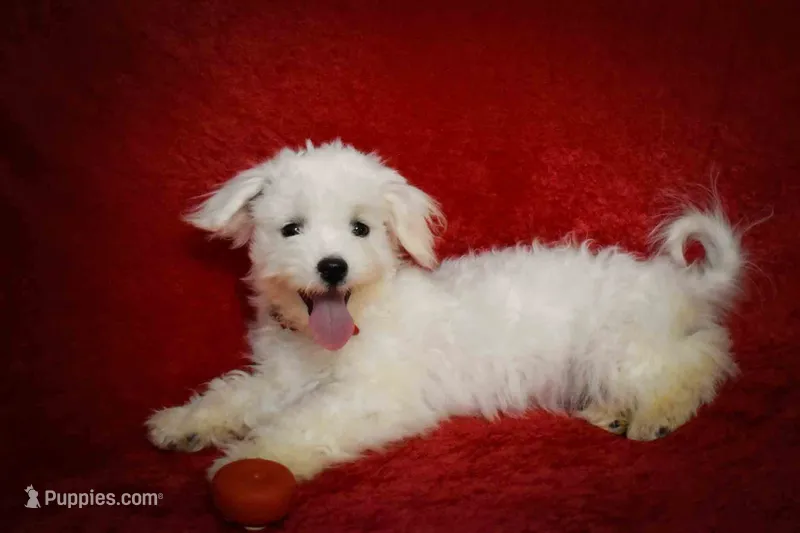  Blake  – Maltese puppy for sale in Fresno, OH