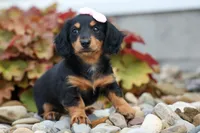 Tessa 💞, a female Miniature Dachshund for sale in Fresno, OH – 7 of 8