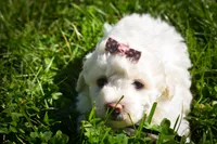 Dixie🎀, a female Maltese for sale in Fresno, OH – 6 of 9