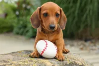 Scooter 🐾, a male Dachshund for sale in Fresno, OH – 7 of 8