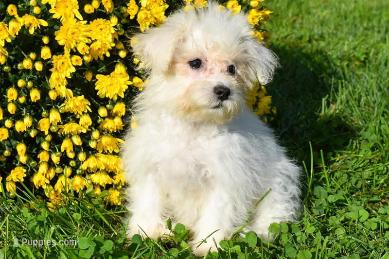 Max 🐾🐶 – Maltese puppy for sale in Fresno, OH