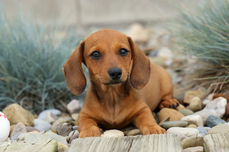 Sasha 🩷 – Dachshund puppy for sale in Fresno, OH