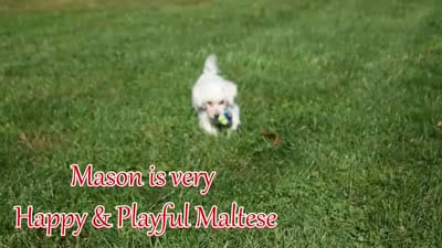 Mason 🦴, a male Maltese for sale in Fresno, OH – 10 of 10