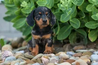 Tilly 🎀, a female Miniature Dachshund for sale in Fresno, OH – 5 of 9