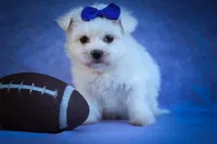 Marley ✨, a male Maltese for sale in Fresno, OH – 2 of 9