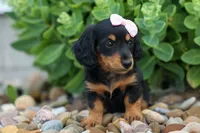 Tessa 💞, a female Miniature Dachshund for sale in Fresno, OH – 5 of 8