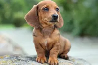 Tyson 💙, a male Miniature Dachshund for sale in Fresno, OH – 4 of 10