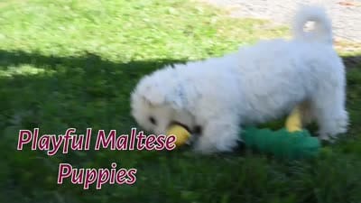  Baxter 🐶, a male Maltese for sale in Fresno, OH – 10 of 10