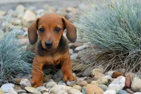 Snoopy💙, a male Dachshund for sale in Fresno, OH – 8 of 10