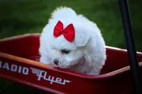 Mirella 💗, a female Maltese for sale in Fresno, OH – 9 of 10