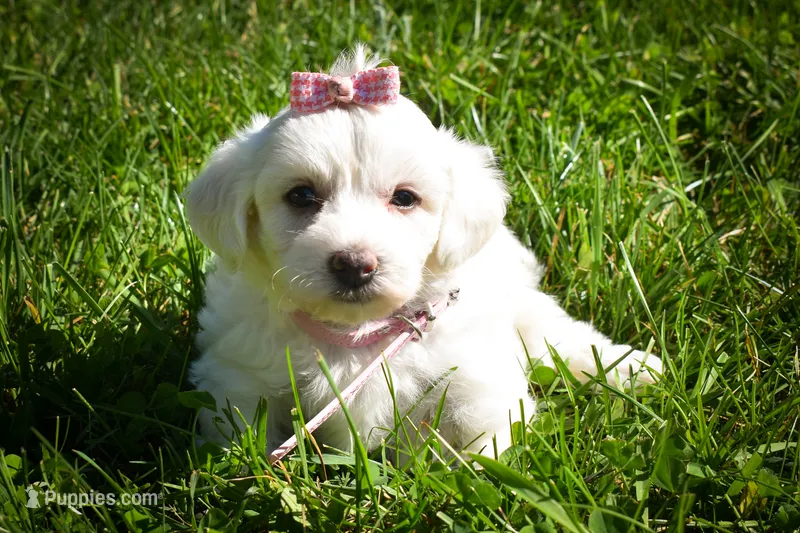 Dream 🐾 – Maltese puppy for sale in Fresno, OH