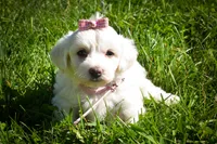 Dream 🐾, a female Maltese for sale in Fresno, OH – 1 of 10