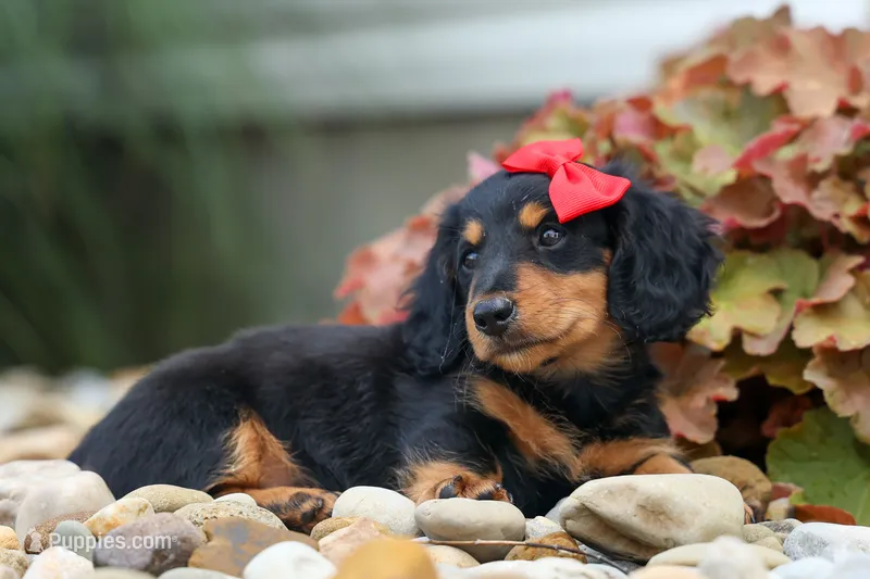 Tucker 🐶 – Miniature Dachshund puppy for sale in Fresno, OH