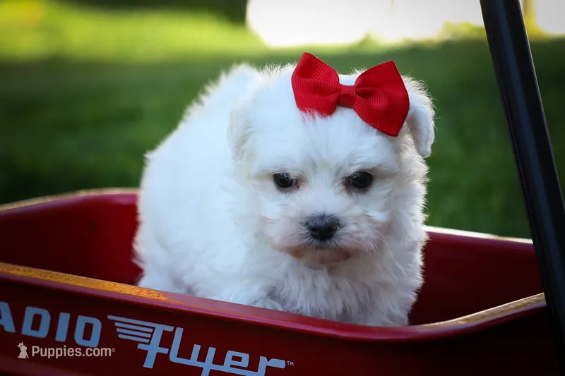Mirella 💗 – Maltese puppy for sale in Fresno, OH