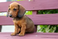 Sabrina 💝, a female Dachshund for sale in Fresno, OH – 5 of 9