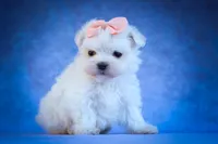 Melodie 💕 , a female Maltese for sale in Fresno, OH – 8 of 10