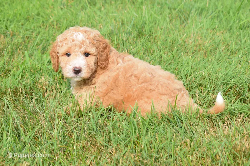  Stetson🐾💙 – Maltipoo puppy for sale in Fresno, OH