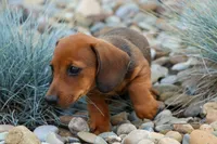 Snoopy💙, a male Dachshund for sale in Fresno, OH – 6 of 10