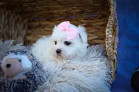 Maribel ❤️, a female Maltese for sale in Fresno, OH – 8 of 10