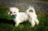 Mason 🦴, a male Maltese for sale in Fresno, OH – 6 of 10