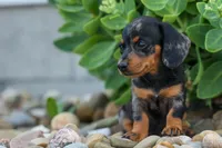 Tilly 🎀, a female Miniature Dachshund for sale in Fresno, OH – 3 of 9