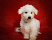   Bryson🐾  , a male Maltese for sale in Fresno, OH – 3 of 10