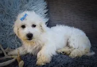   Bryson🐾  , a male Maltese for sale in Fresno, OH – 6 of 10