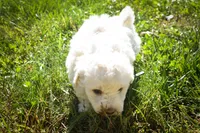 Dixie🎀, a female Maltese for sale in Fresno, OH – 7 of 9