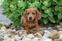 Tyson 💙, a male Miniature Dachshund for sale in Fresno, OH – 2 of 10