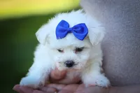 Marley ✨, a male Maltese for sale in Fresno, OH – 8 of 9
