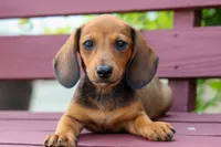 Sabrina 💝, a female Dachshund for sale in Fresno, OH – 4 of 9