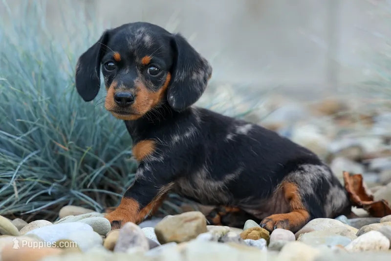 Tilly 🎀 – Miniature Dachshund puppy for sale in Fresno, OH