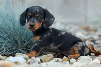Tilly 🎀, a female Miniature Dachshund for sale in Fresno, OH – 1 of 9