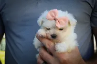 Melodie 💕 , a female Maltese for sale in Fresno, OH – 6 of 10