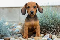 Sabrina 💝, a female Dachshund for sale in Fresno, OH – 6 of 9