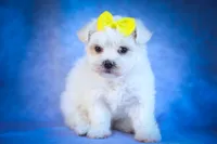  Miley 🎀, a female Maltese for sale in Fresno, OH – 6 of 10