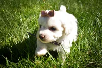 Diamond✨, a female Maltese for sale in Fresno, OH – 3 of 9