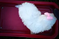 Maribel ❤️, a female Maltese for sale in Fresno, OH – 9 of 10