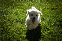  Baxter 🐶, a male Maltese for sale in Fresno, OH – 9 of 10